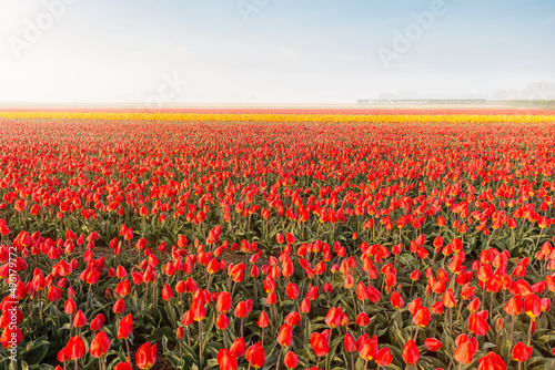 tulip field rows with sky photo