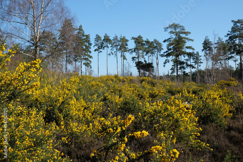 Fototapeta Naklejka Na Ścianę i Meble -  Common Gorse growing on heathland in southern England.