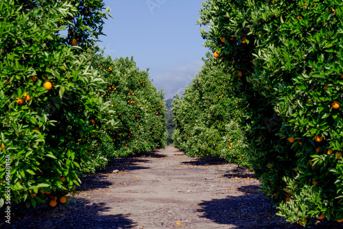 path in the garden © Maria