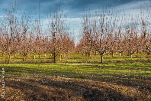 The concept of organic products. Trees planted in straight rows in a spring garden. An orchard on a sunny spring day under a blue cloudy sky.