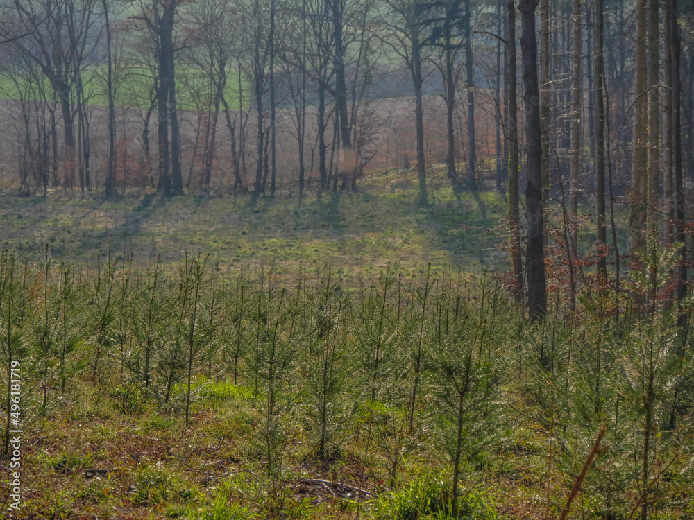 Fototapeta premium Wiederaufforstung im Mischwald