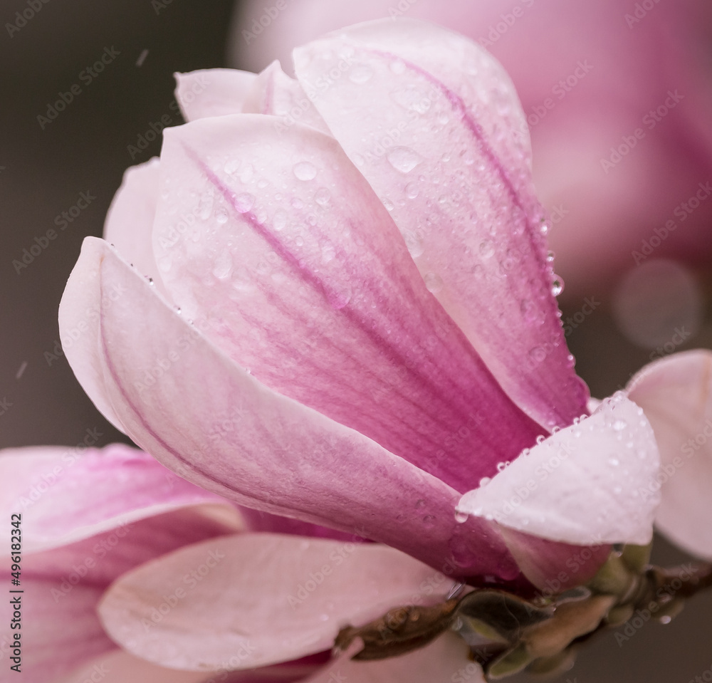 magnolia flower with rain drops