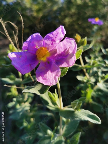 Beautiful pink flowers with spring grass