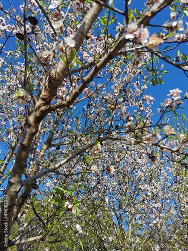 Beautiful blooming almond tree with flowers in full bloom Concept for Spring.