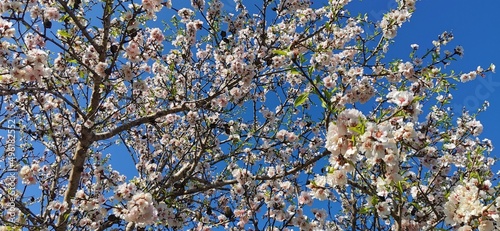 Beautiful blooming almond tree with flowers in full bloom Concept for Spring.