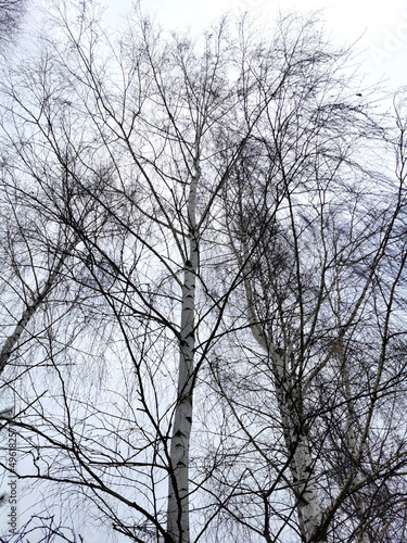 Birch branches in the white sky on a winter day