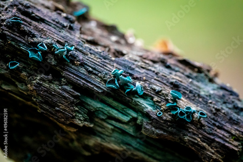 Green stain fungus growing on a rotting piece of wood. The wood is being stained by the fungus.