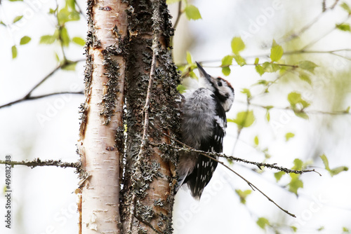 Beautiful detached birch silver bark on the trunk of a birch and White-backed woodpecker (Dendrocopos leucotos, male, juv) photo