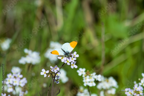 Orange-tip White (Anthocharis cardamines, male) butterfly feeds on nectar on consonant caterpillar forage plant 