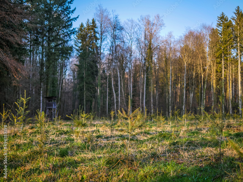 Wiederaufforstung im Mischwald Wiederaufforstung im Mischwald