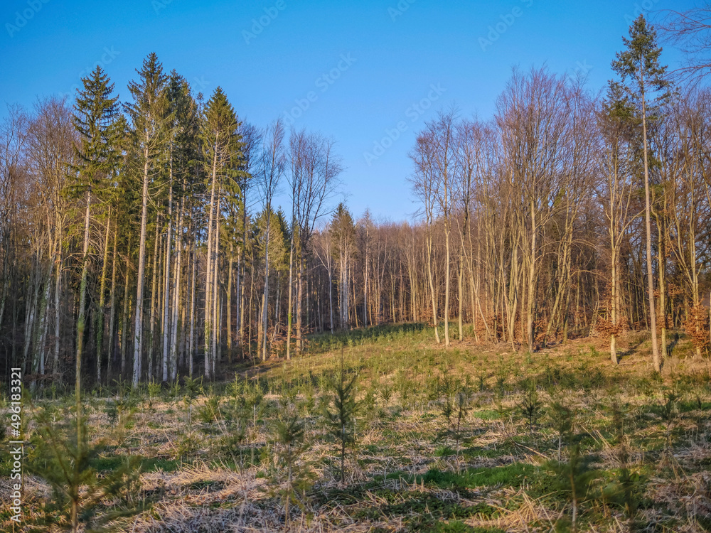 Wiederaufforstung im Mischwald im Frühjahr Wiederaufforstung im Mischwald im Frühjahr