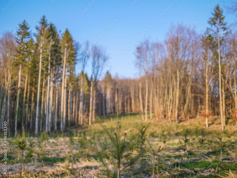 Wiederaufforstung im Mischwald im Frühjahr Wiederaufforstung im Mischwald im Frühjahr