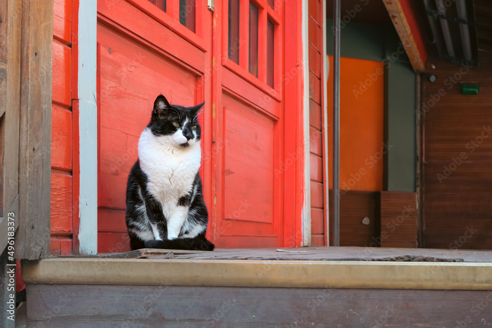black and white color cat sitting on red wooden door background and looking aside