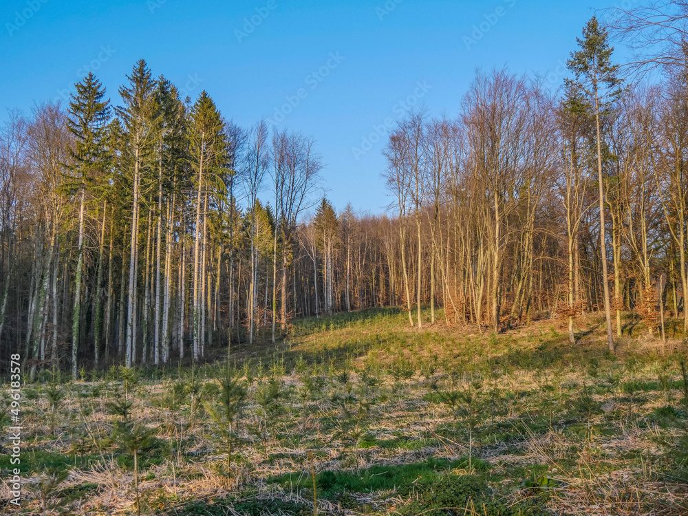 Fototapeta premium Wiederaufforstung im Mischwald