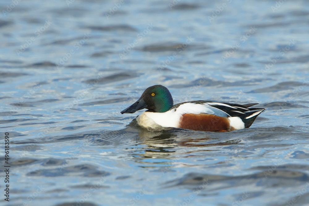 Northern Shoveler (Spatula clypeata) drake swimming in a lake