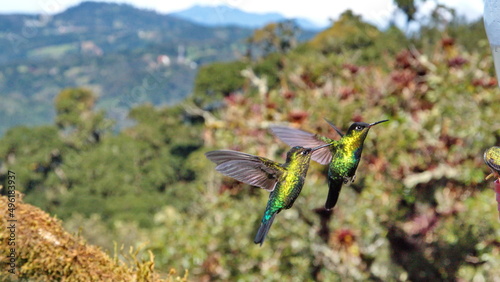Fiery-throated hummingbirds (Panterpe insignis) in flight at the high altitude Paraiso Quetzal Lodge outside of San Jose, Costa Rica