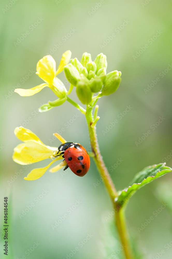 Fototapeta premium Mariquita