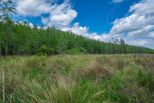 Marsh At Corkscrew Swamp South Florida Everglades
