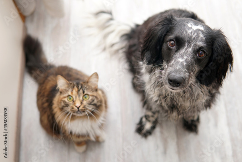 Dog and cat sit on the floor and look into the camera