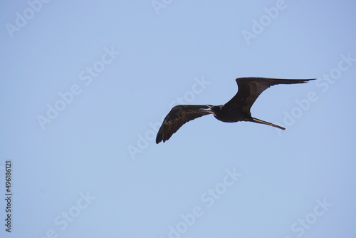 A frigate bird flying, soaring through the sky near a port