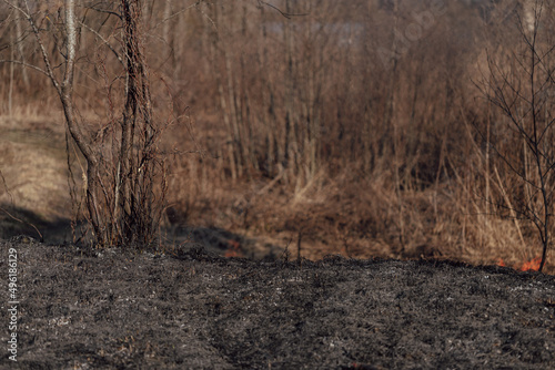 Wallpaper Mural burning grass in forest and bush in sprintime, black ashes on ground, damage to nature,  Torontodigital.ca