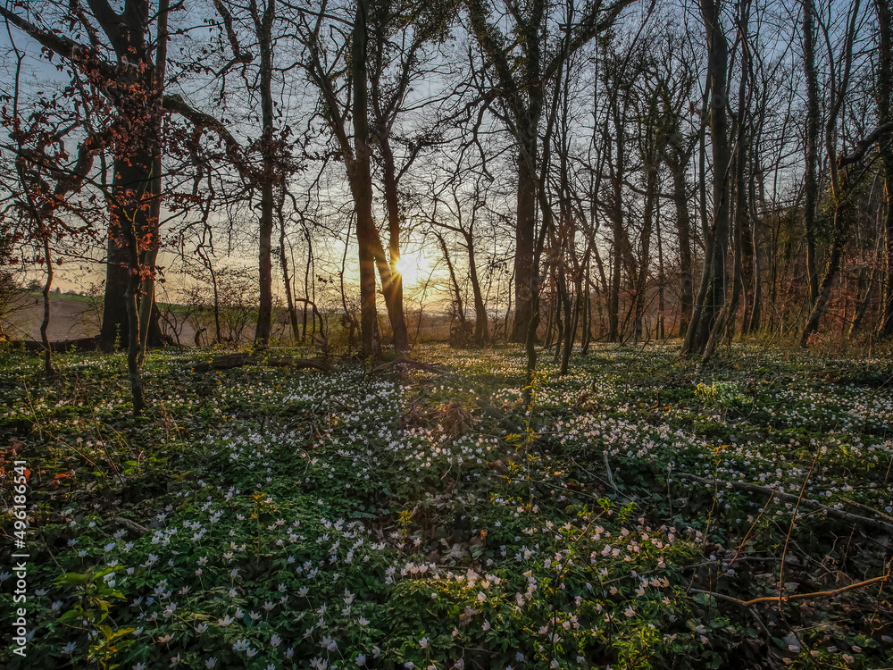 Naklejka premium Waldweg im Frühjahr