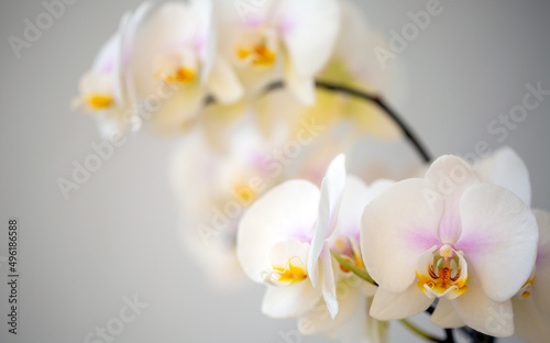 Fototapeta Naklejka Na Ścianę i Meble -  Blooming white orchid on a light background with copy space. Floriculture, house plants, hobby.