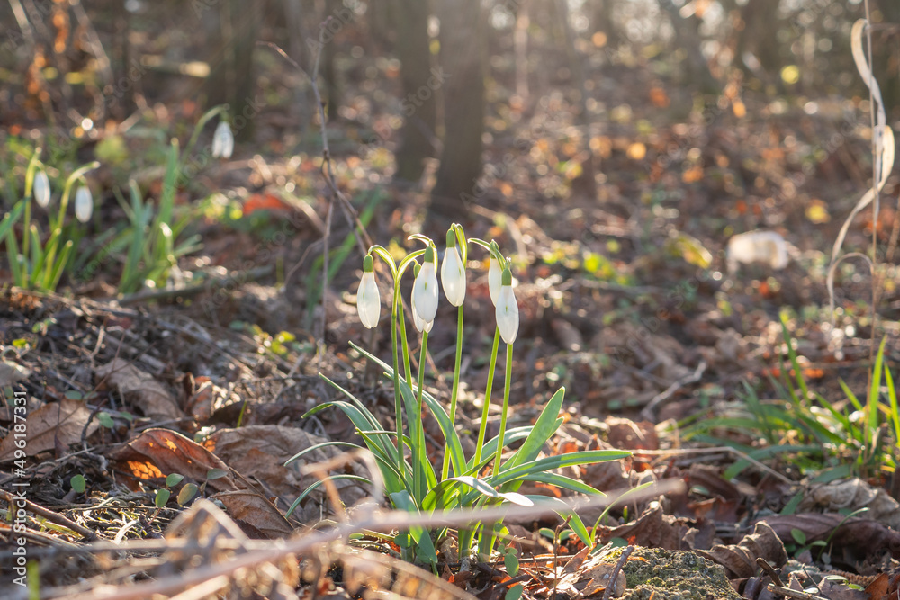 Schneeglöckchen