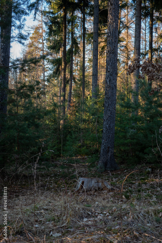 Fototapeta premium Landschaft im Frühjahr