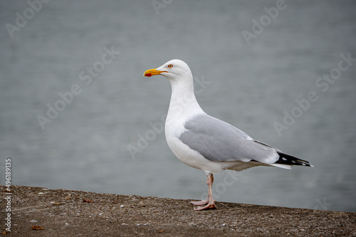 Herring gull, larus argentatus, perched on a wall in Bideford, Devon