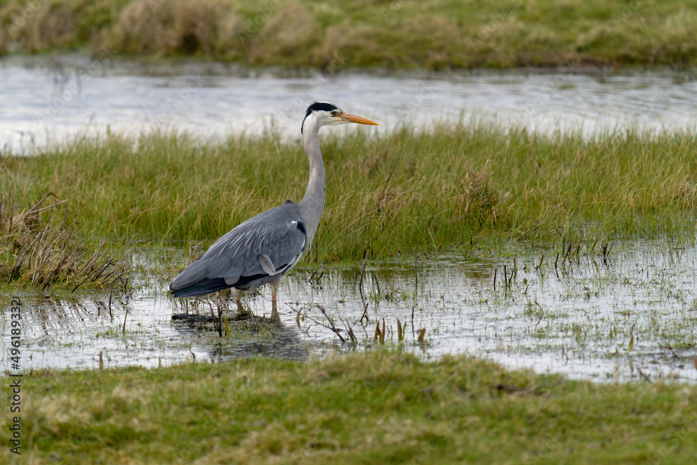 Grey heron, Ardea cinerea Grey heron, Ardea cinerea