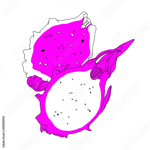 Vector illustration of pitaya fruit or dragon fruit. Vector hand drawn illustation