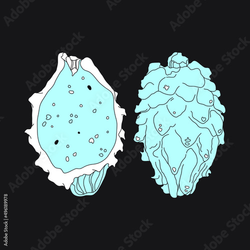Vector illustration of pitaya fruit or dragon fruit. Vector hand drawn illustation