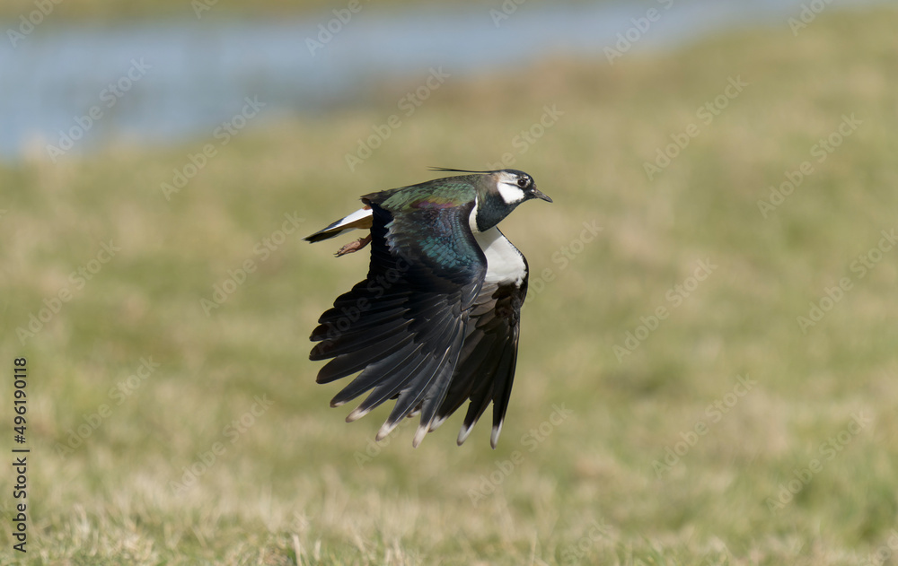Obraz premium Northern lapwing, Vanellus vanellus