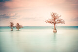 Minimalist image of three Cypress trees see in tranquil lake 