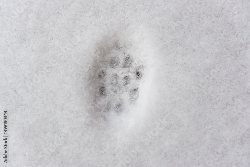 Traces of an animal in the snow, in a clearing in the early morning.