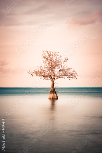 Minimalist image of Lone Cypress tree see in tranquil lake  © littleny