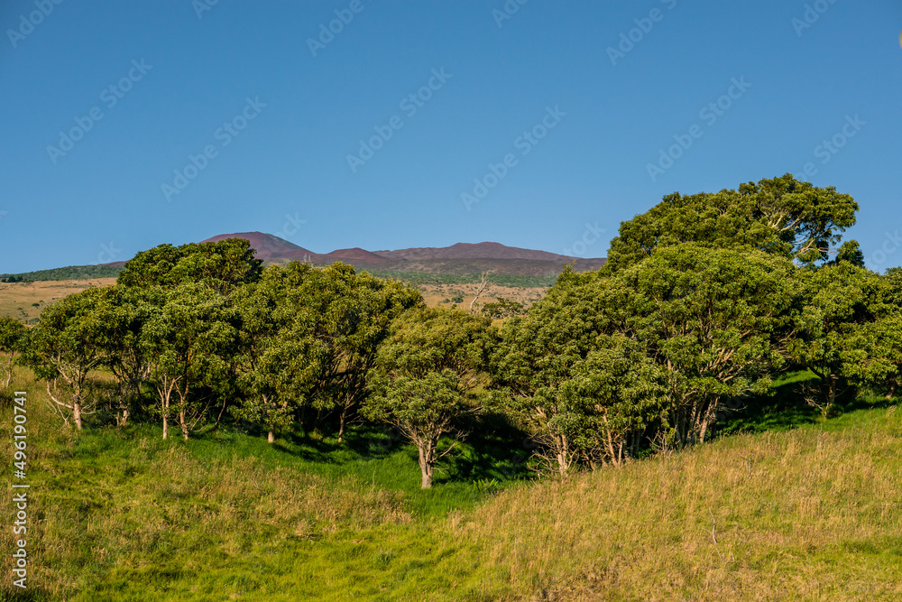 Naklejka premium Acacia Koa