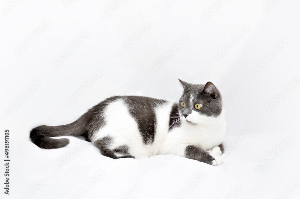 a gray and white cat lies on a white background a gray and white cat lies on a white background