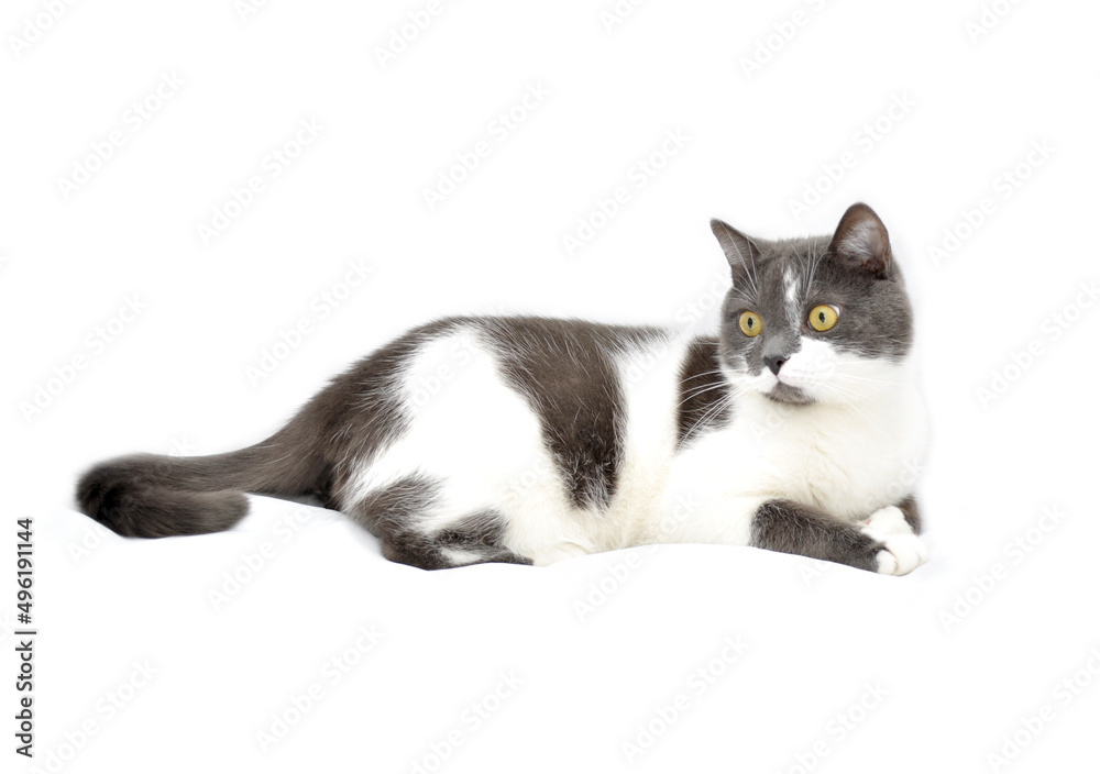 a gray-white cat is looking at something a gray-white cat is looking at something