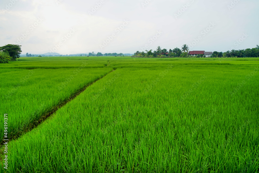 Green fields and clear sky in Thailand.
