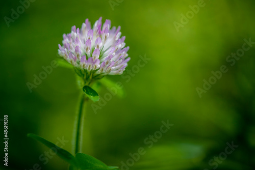 A single purple clover growing in the forest. © Heather Burditt