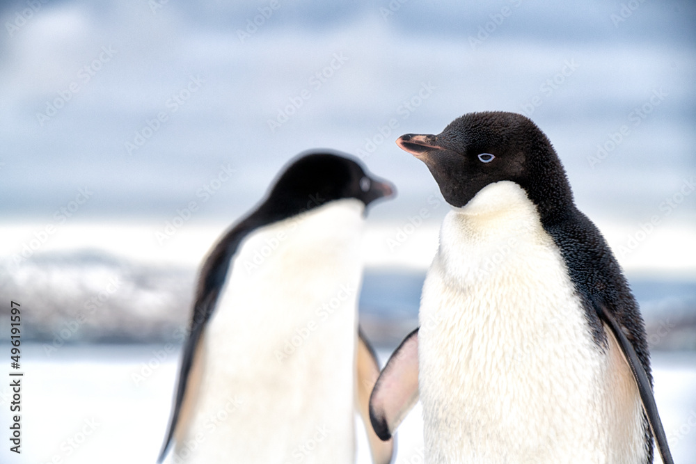 Obraz premium penguin in polar regions