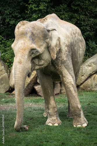 Portrait of an Asian elephant standing on the grass with trees and boulders as a background.