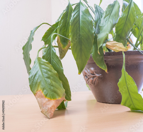 Obraz na płótnie close-up of the green leaves of a spathiphyllum houseplant, yellowed and withered. Home plant care concept. Hobby, home gardening. Diseases of domestic plants. w salonie