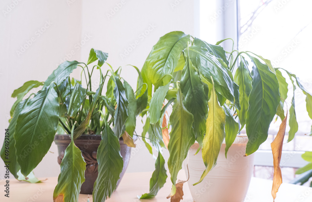 Diseases of indoor plants. Diseases of houseplants Identification and treatment of diseases, Sunburn of houseplants. Dried, yellowed, damaged leaves from a houseplant Spathiphyllum Sensation in a pot.