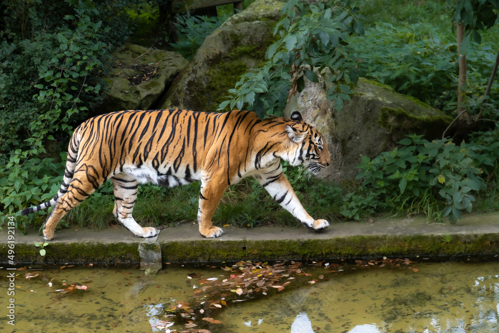 The tiger walks along the pool of water with blurry background. Prague Zoo