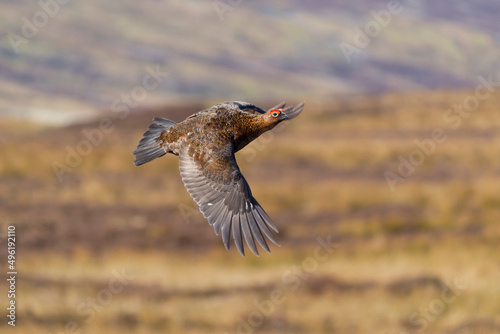 Fotografie, Obraz Red grouse, Lagopus lagopus,