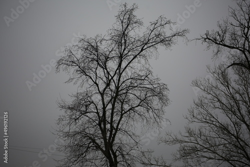 Empty trees without foliage in foggy weather © malazoniia