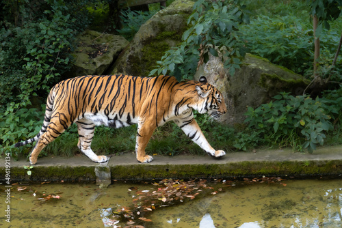 The tiger walks along the pool of water with blurry background. Prague Zoo